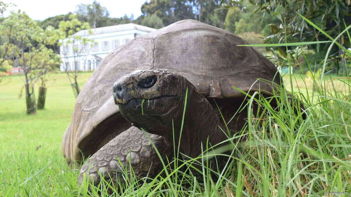 Studie über 194 Jahre alte Riesenschildkröte Jonathan zeigt Hinweise auf ungewöhnlich langsame Zellalterung