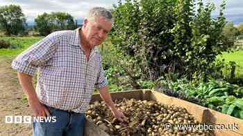 Why hotter summers are making British potatoes smaller
