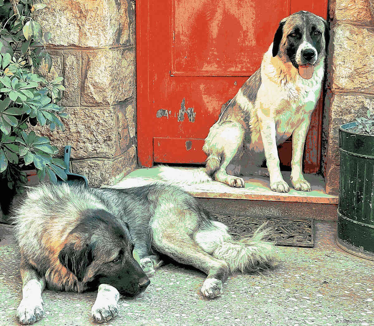 Hundesteuereinnahmen in Sachsen-Anhalt deutlich gestiegen