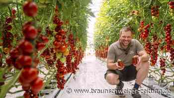 Rot, regional, richtig lecker: So schmeckt Ketchup aus dem Kreis Gifhorn
