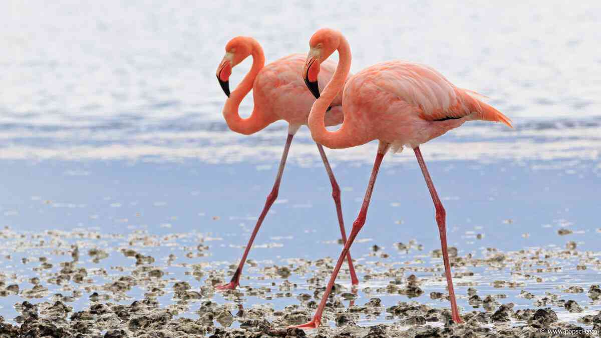 Why are some animals so colorful? Blame this pigment.