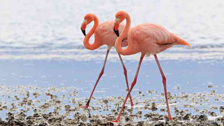 Why are some animals so colorful? Blame this pigment.