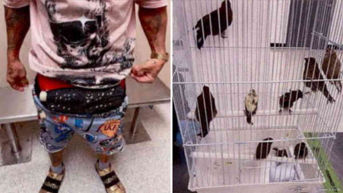 Auf Flug von Kuba in die USA: Mann schmuggelt zehn lebende Vögel in Unterhose