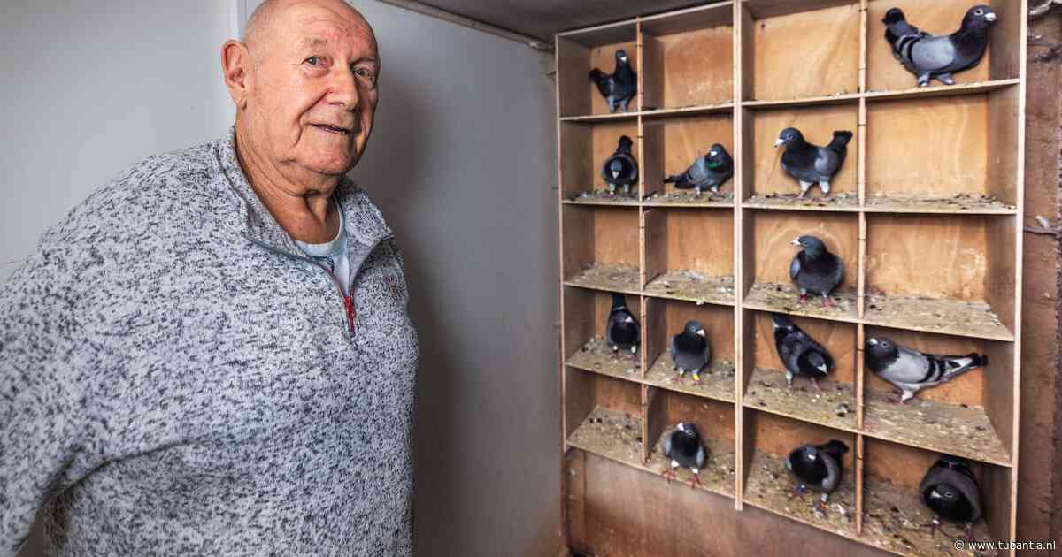 De duiven van Piet (77) zijn bijna allemaal doodgebeten: ‘Van de 65 hebben maar 14 het overleefd’