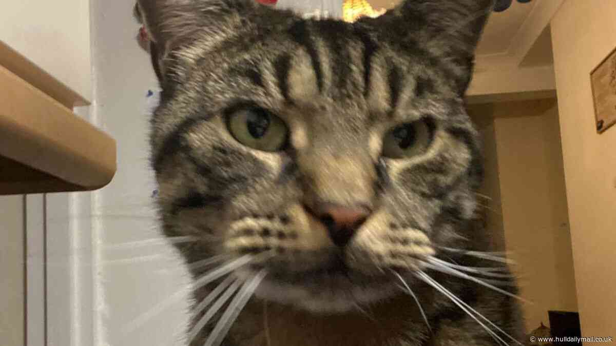 Three arrested after cat's tail posted through owners' letterbox in Hull