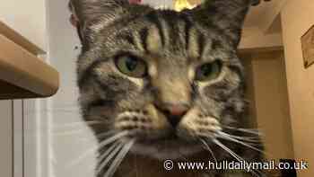 Three arrested after cat's tail posted through owners' letterbox in Hull
