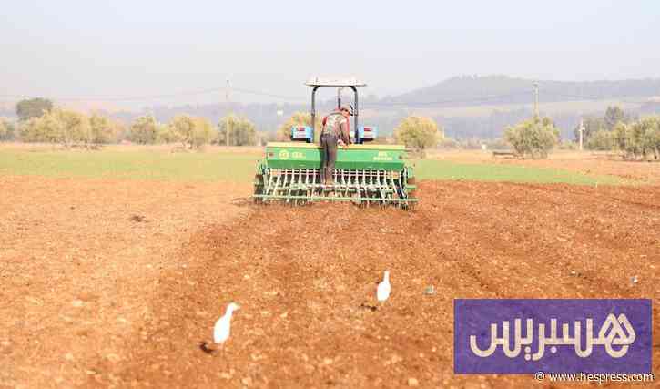الأمطار تبعث الأمل في موسم الحبوب .. والحرارة تثير مخاوف الفلاحين