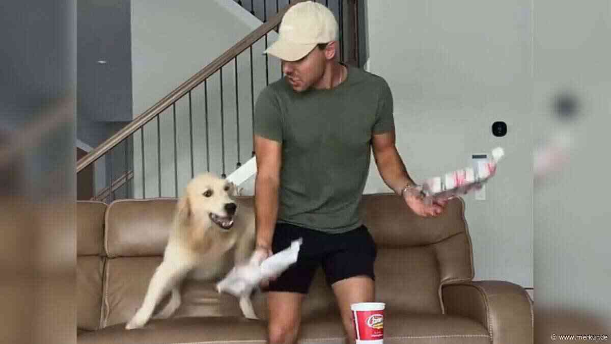 Fünf Hunde, ein Teller Pommes – und ein Golden Retriever, der Millionen im Netz sprachlos macht