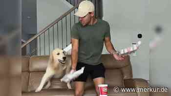 Fünf Hunde, ein Teller Pommes – und ein Golden Retriever, der Millionen im Netz sprachlos macht