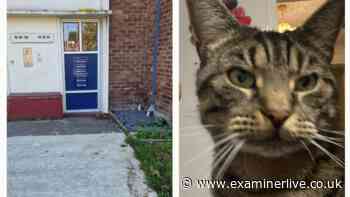 Man, 75, among three arrested after cat's tail posted through owner's letterbox