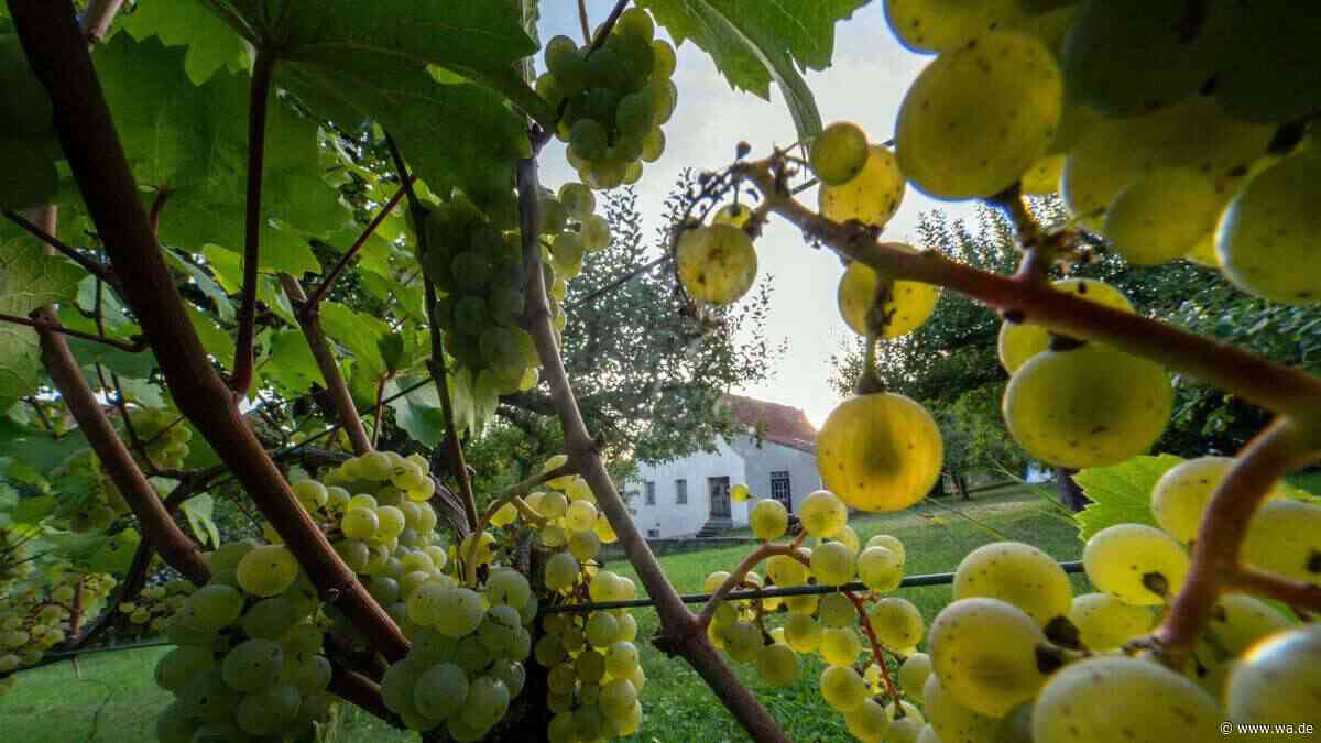 Zu heiß, zu trocken – warum deutscher Wein jetzt trotzdem gewinnen könnte