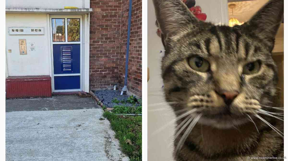 Man, 75, among three arrested after cat's tail posted through owner's letterbox