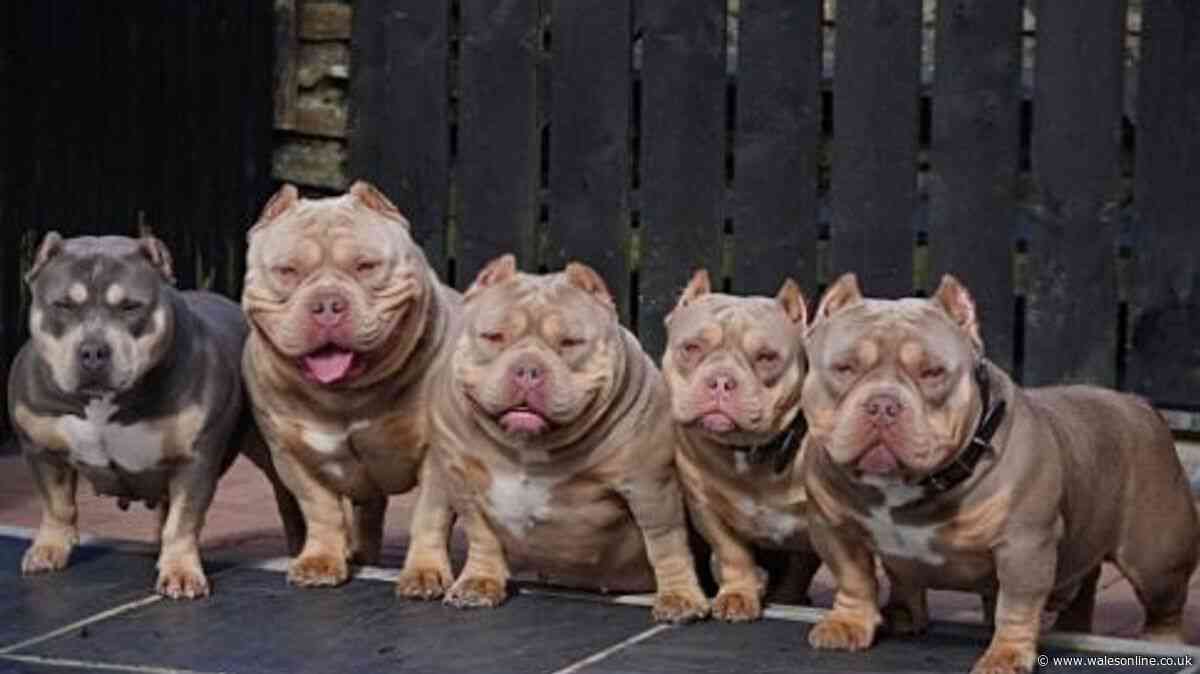 Tonyrefail dog breeder who boasted of selling pet to the Kardashians taken to court