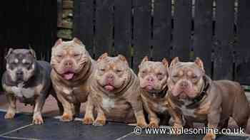 Tonyrefail dog breeder who boasted of selling pet to the Kardashians taken to court