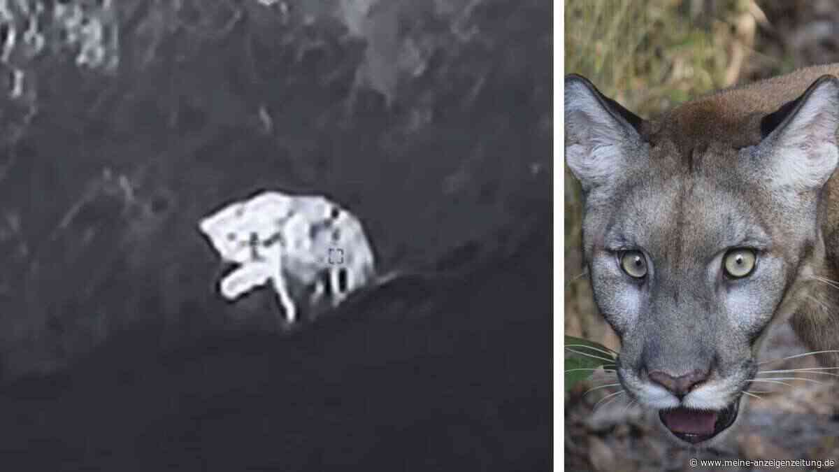 Raubtier-Sichtungen in Deutschland: Diese Tiere sorgten für Chaos