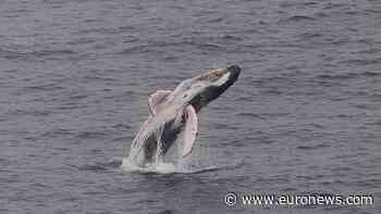 Southern right whales return to South Africa, drawing crowds to the coast