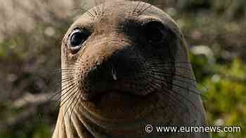 Unexpected beach guest: Elephant seal draws crowds in Rio