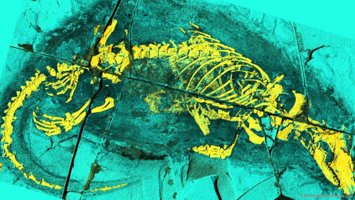 165-million-year-old fossil from China reveals mammal ancestor that swam and swallowed like mammals