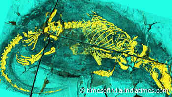 165-million-year-old fossil from China reveals mammal ancestor that swam and swallowed like mammals