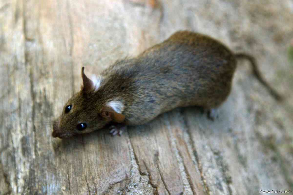 Ratten im Nachbarhaus: Oelsnitzer in großer Sorge