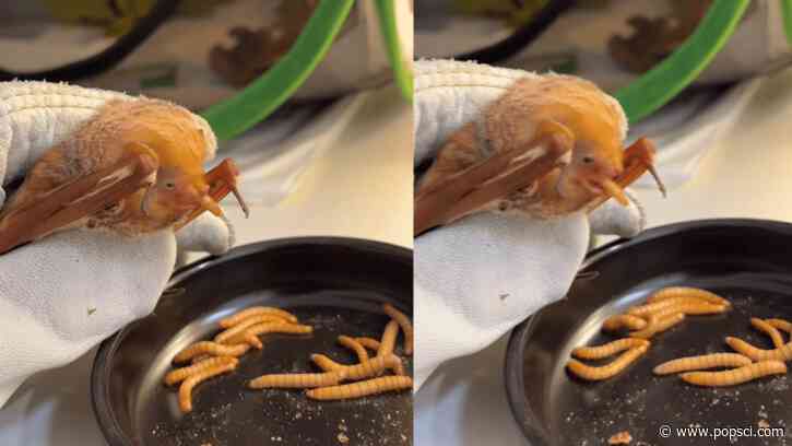 Rare red bat rescued in Maine gobbles up mealworms