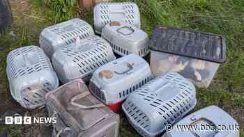 Dozens of cats found in boxes and dumped in alley