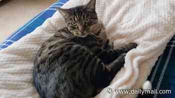Three arrested after missing eight-year-old cat's tail is posted through owner's letterbox