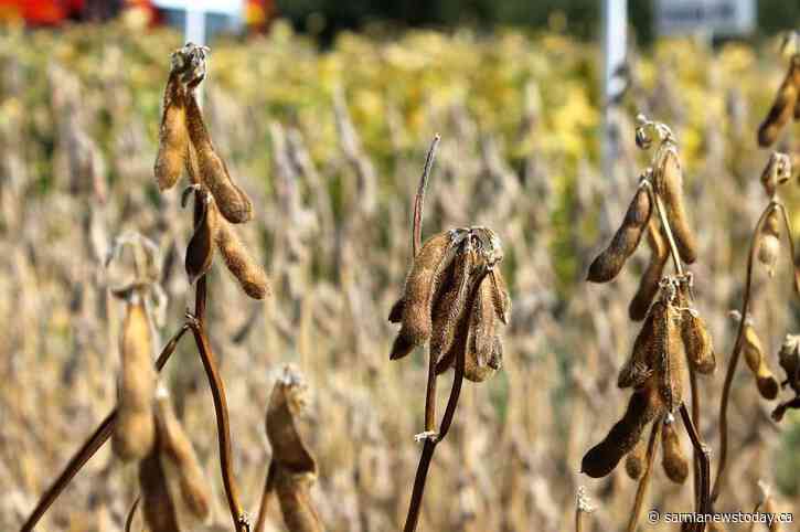 Lambton farmers thankful for strong soybean yields