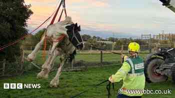 Neigh bother: Horse hoisted out of ditch