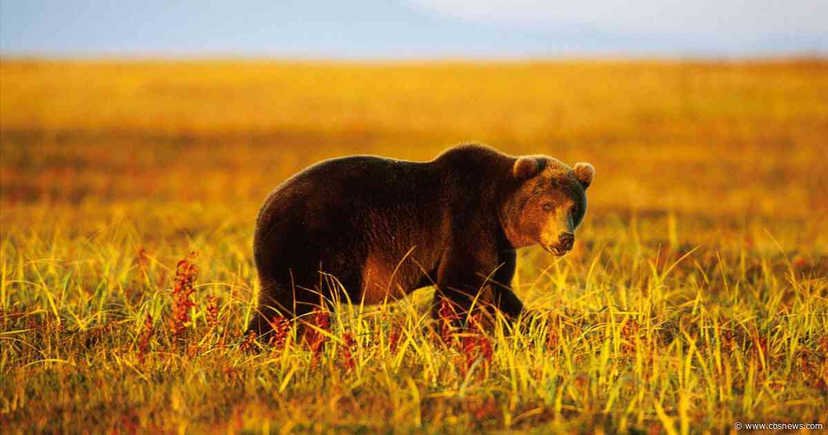 Bear kills man, seriously injures woman in their home in Mongolia