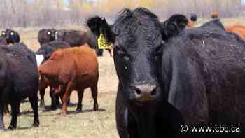 Rustlers beware! Manitoba RCMP's new 'cattle cop' hitting the trail to combat livestock theft