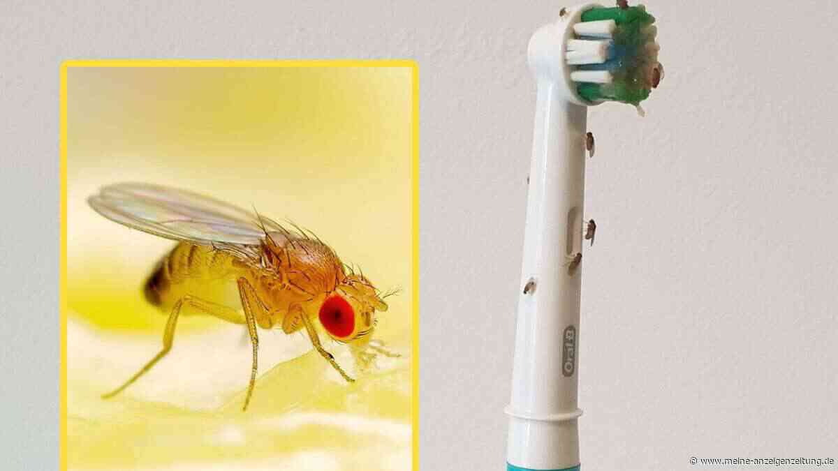 Kann man von Fruchtfliegen auf der Zahnbürste krank werden? Experte klärt auf