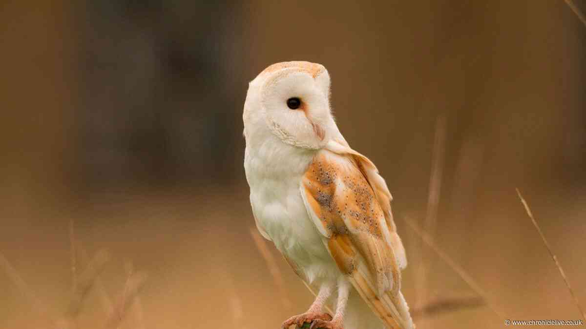 North East wildlife in the spotlight as new UK banknotes announced
