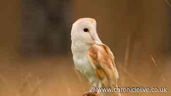 North East wildlife in the spotlight as new UK banknotes announced