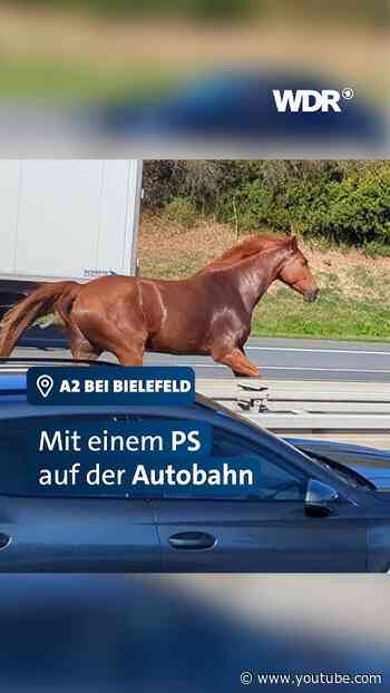 Pferd auf Autobahn! | WDR #shorts #news #oelde