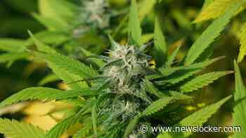 Teler medicinale cannabis Bedrocan failliet verklaard