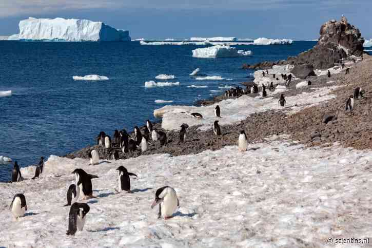 Pinguïnpoep voedt groene sneeuwalgen op Antarctica en dat kan het smelten versnellen