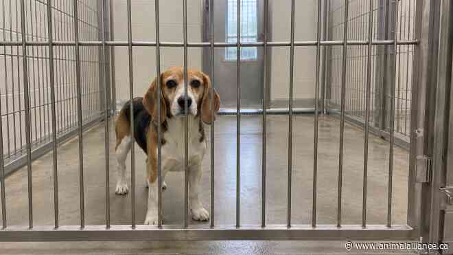BREAKING: Ontario Research Facility Nucro-Technics Challenges Restrictions on Invasive Medical Research on Dogs and Cats