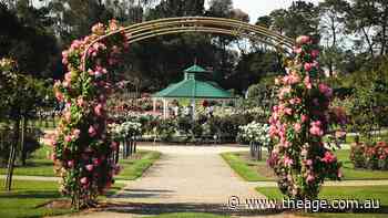 War of the roses over scattering of human remains in beloved garden
