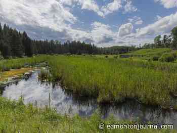Opinion: New drainage rules put Alberta's wetlands at risk