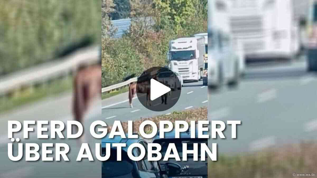 Entflohenes Pferd läuft auf Autobahn – Lkw‑Fahrer beweist Mut