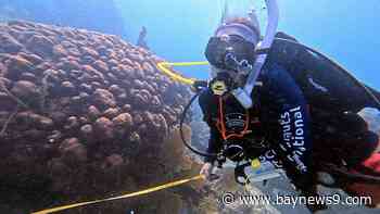 Florida reef restoration targets coral damaged by warmer waters
