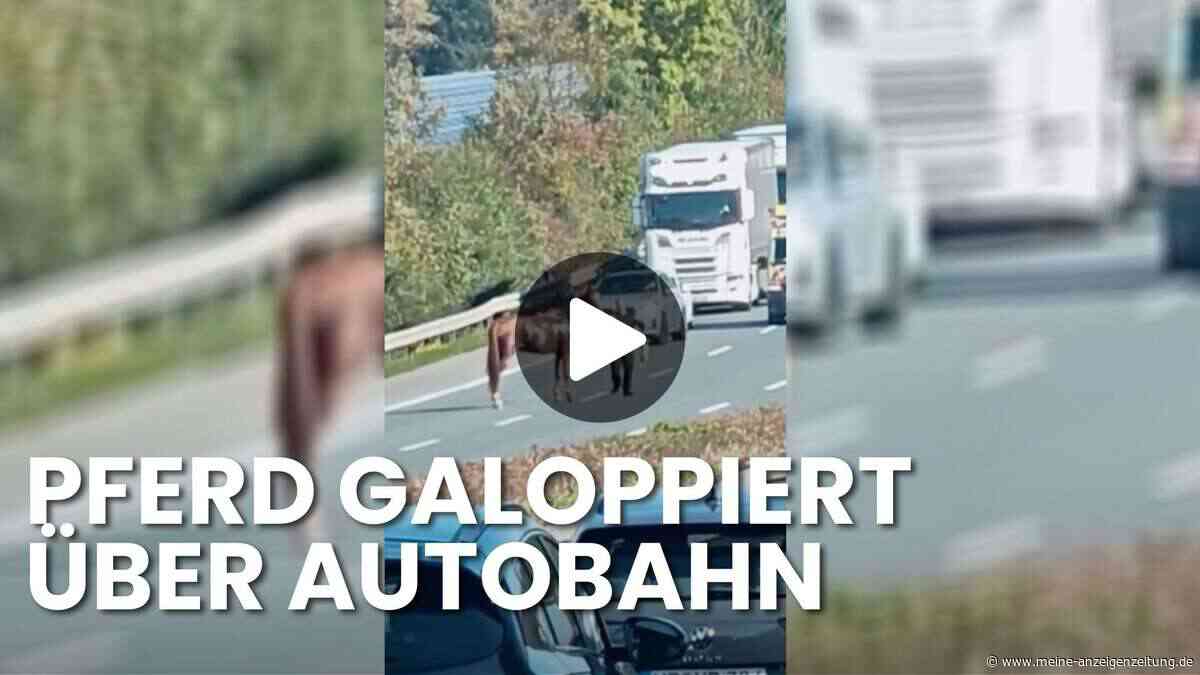 Entflohenes Pferd läuft auf Autobahn – Lkw‑Fahrer beweist Mut