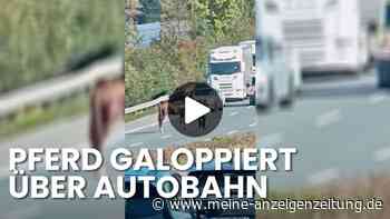 Entflohenes Pferd läuft auf Autobahn – Lkw‑Fahrer beweist Mut