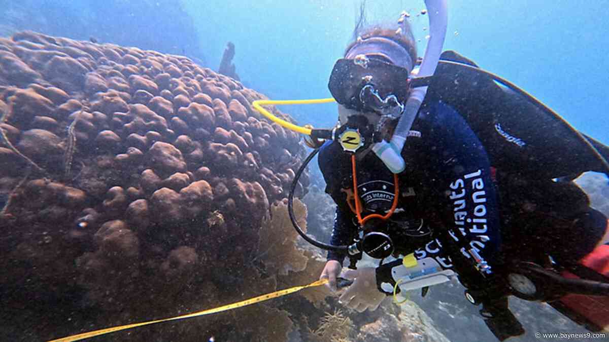Florida reef restoration targets coral damaged by warmer waters