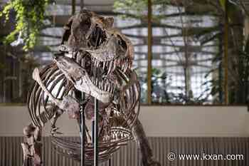 Could a human outrun a T. rex? New evidence offers an answer