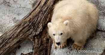 Polar bear cub ready for visitors at Winnipeg zoo, as poll opens for his name