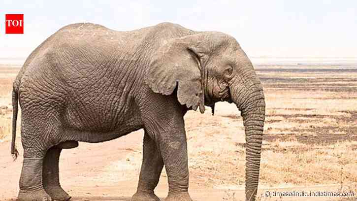 Scientists find African elephants can distinguish visual clues linked to food quantity