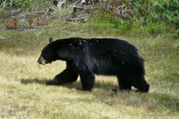 ‘This is abnormal’: Clearwater residents note bear sightings and encounters in town