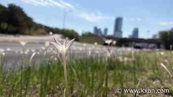 White flowers pop up across Austin after rain; what are they?